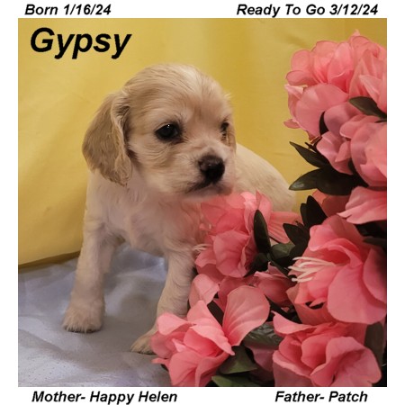 puppy, for, sale, Cocker Spaniel, Joe & Cherri  Overlease, dog, breeder, Miller, MO, dog-breeder, puppy-for-sale, forsale, nearby, find, puppyfind, locator, puppylocator, aca